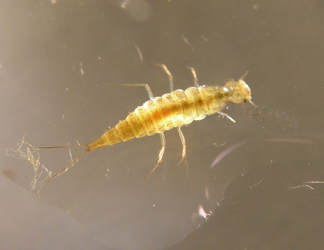 Probabile larva di Dytiscidae